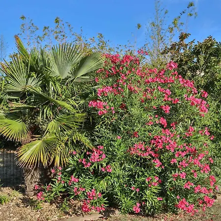דירה Les Dunes- Avec Piscine Les Sables-dʼOlonne